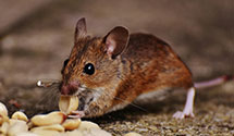 24 Hour & Emergency Exterminators in Mill Creek, IN